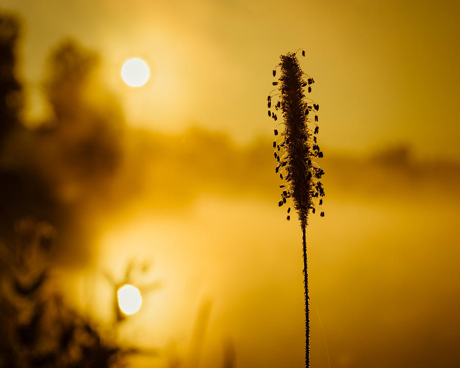 Twin Suns warm Dew covered grass Photograph by Chris Bordeleau