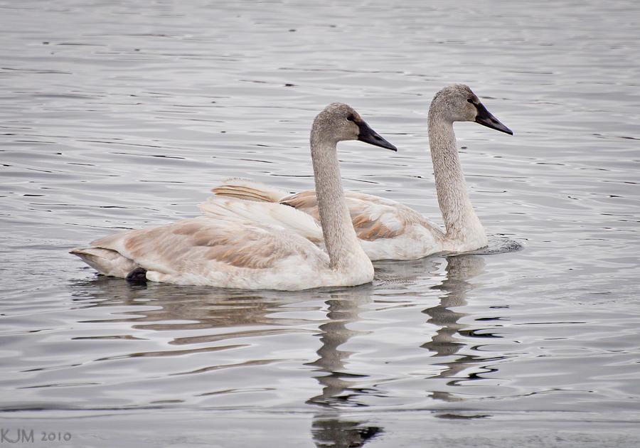 Twin Swans Photograph by Kevin Munro