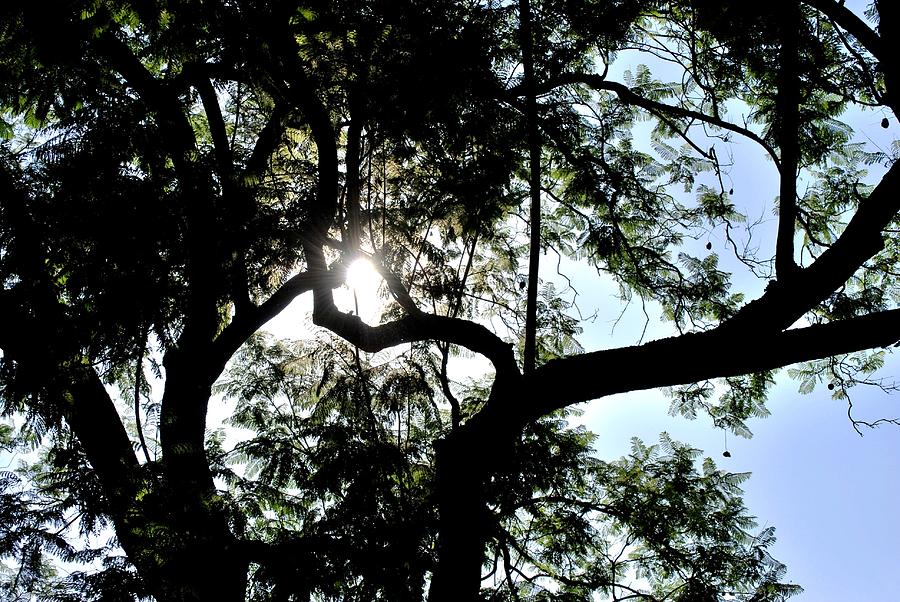 Tree Photograph - Twin Tree Branches Sunshine by Matt Quest