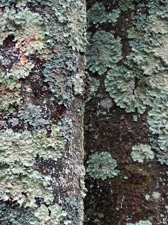Twin Tree Lichen Photograph by David T Wilkinson