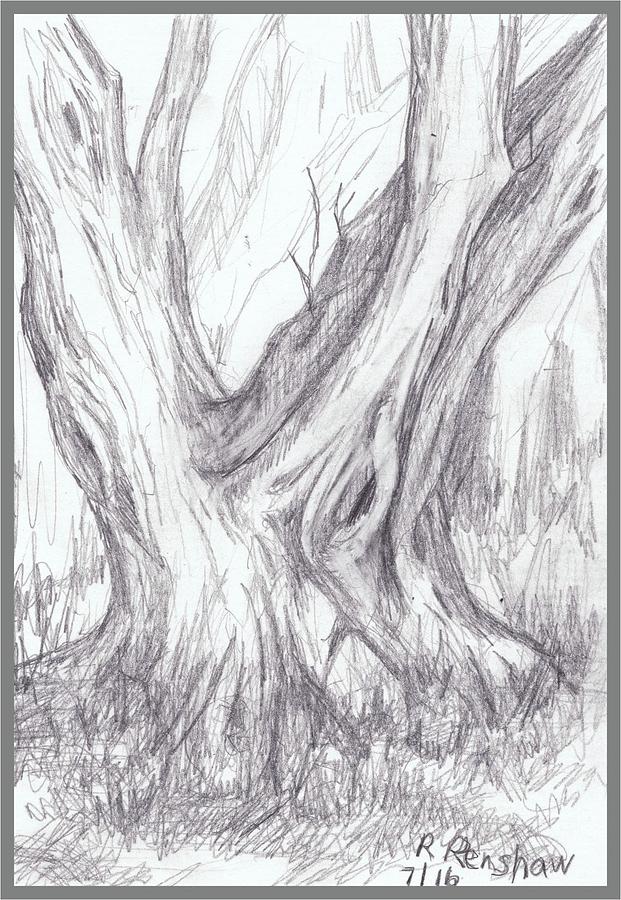 Twin Tree Drawing by Ruth Renshaw - Fine Art America