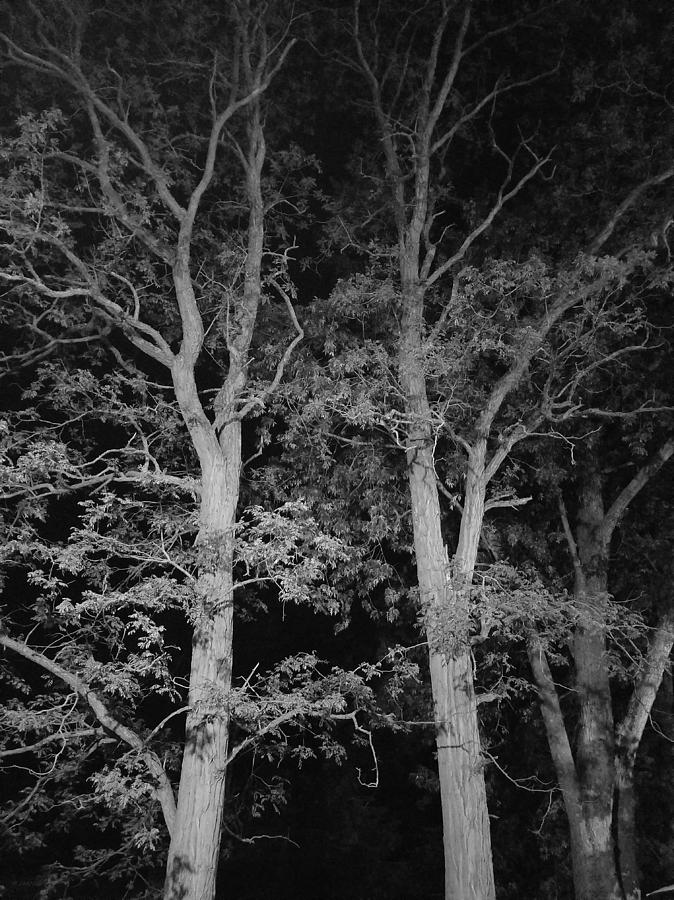 Twin Trees B W Photograph by Rob Hans