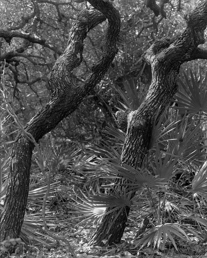 Twin Trees - Guana Tolomato Matanzas Reserve Photograph by John Simmons