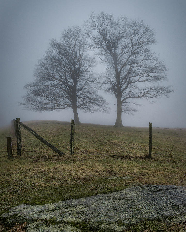 Twin Trees Late Fall Foggy Morning by Mike Koenig Twin Trees Late Fall Foggy Morning by Mike Koenig