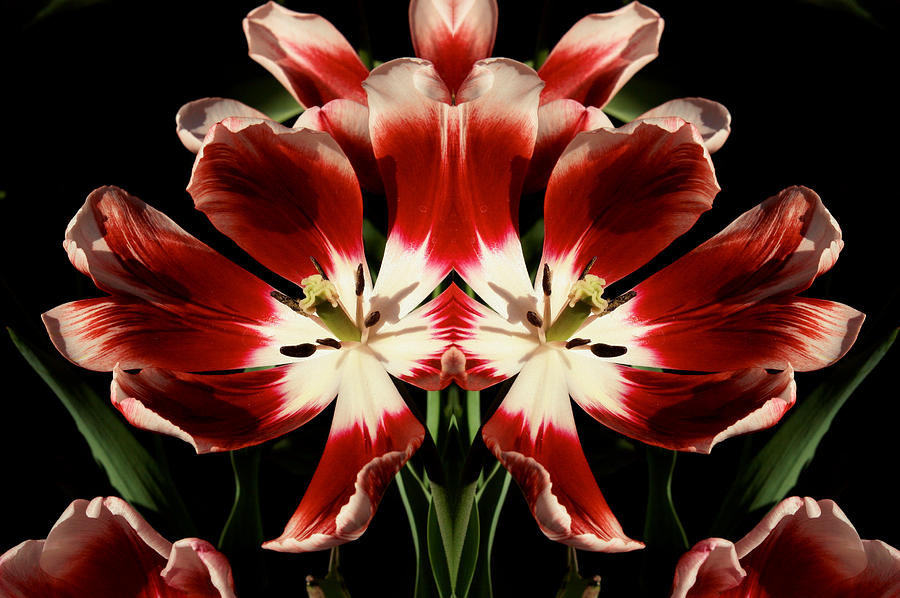 Twin Tulips Photograph by Bruce Richardson