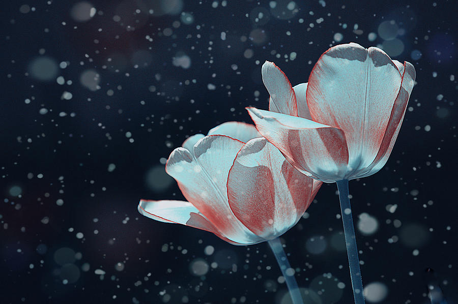 Twin Tulips in the Snow Photograph by Joan Han