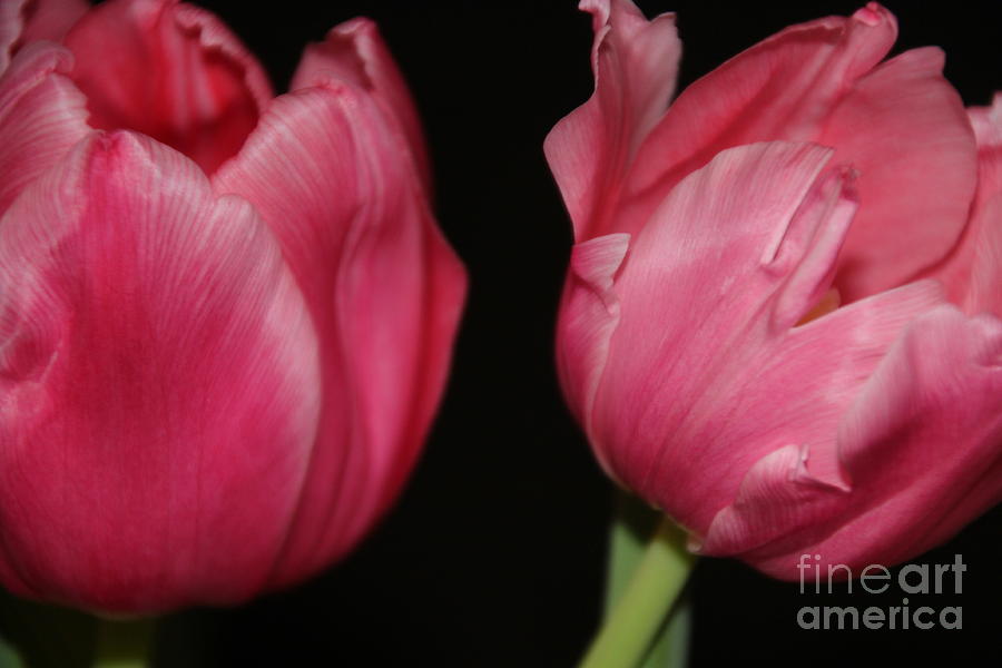 Twin Tulips Photograph by Jennifer E Doll