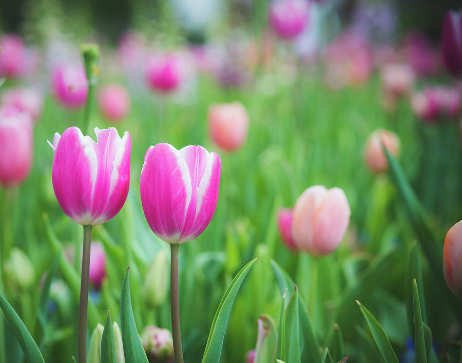 Twin Tulips Photograph by Sonja Quintero | Fine Art America