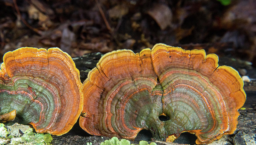 Twin Turkeytail Fungi, Photograph by Douglas Barnett