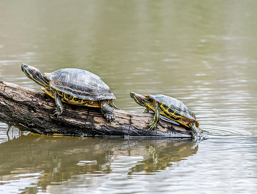 Twin Turtles Photograph by Derrick Scofield | Fine Art America