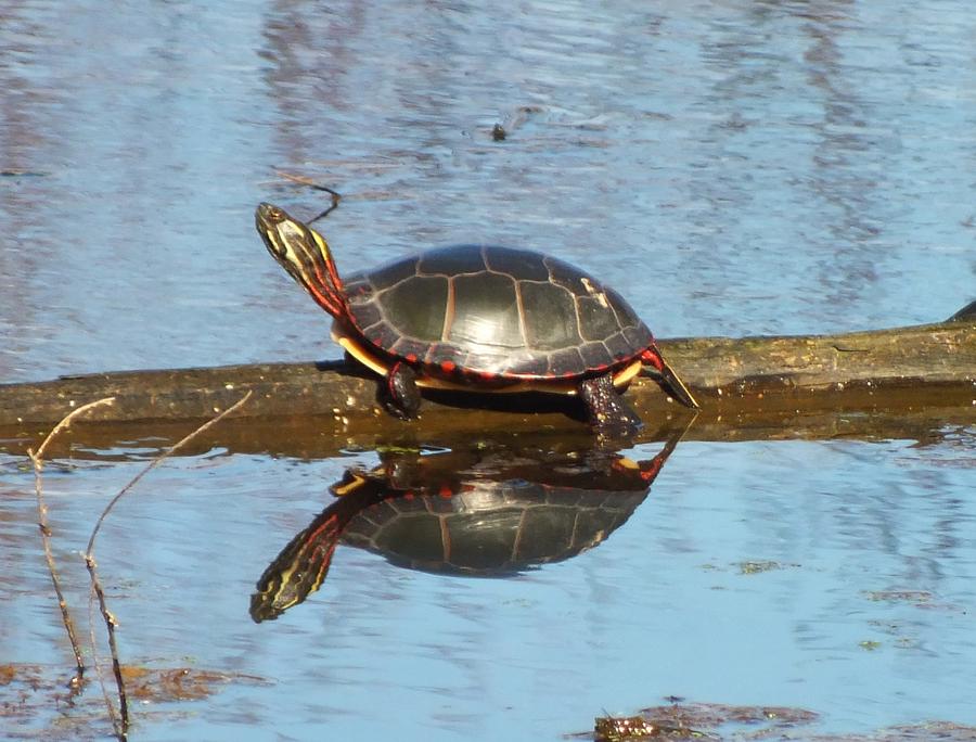 Twin Turtles Photograph by Sheli Kesteloot - Fine Art America