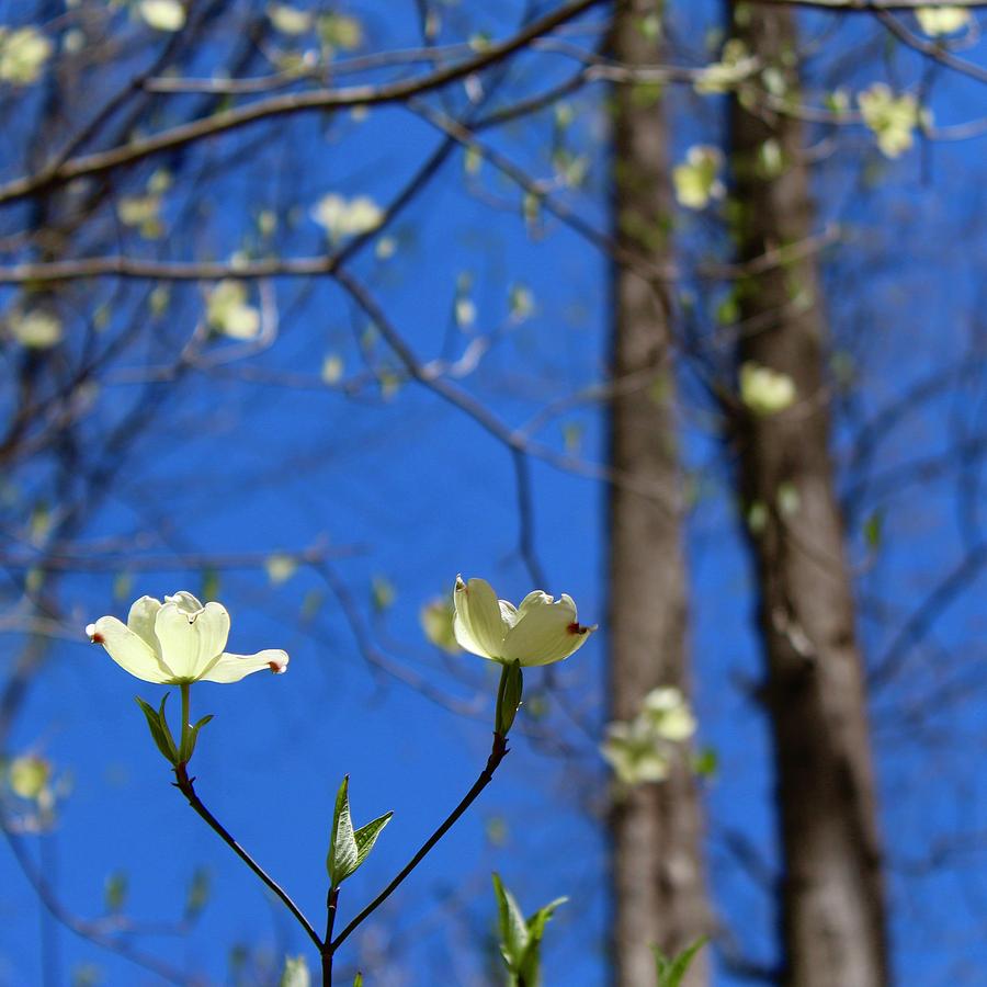 Twin White Dogwood Blooms Photograph by M E