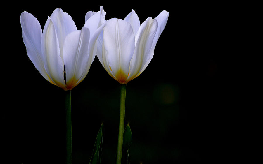 Twin White Tulips I Photograph by Joan Han