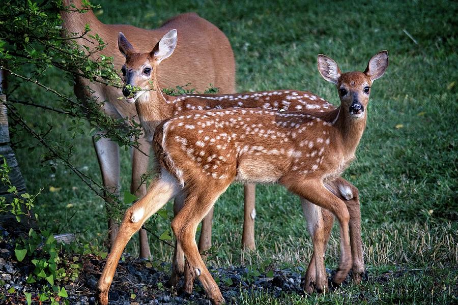Twin Whitetail Fawns Photograph by Ronald Lutz