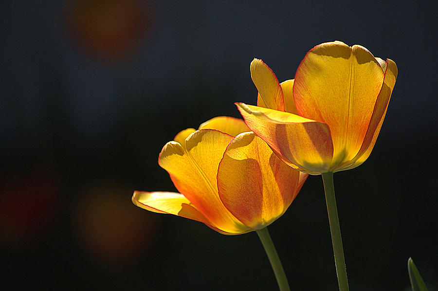 Twin Yellow Tulips I Photograph by Joan Han