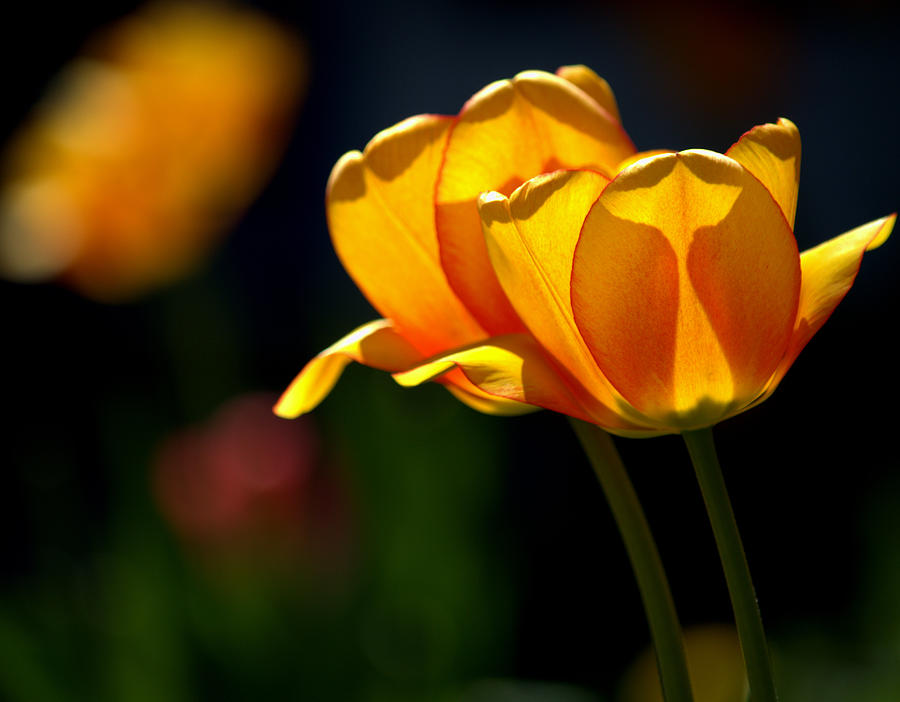 Twin Yellow Tulips Photograph by Joan Han