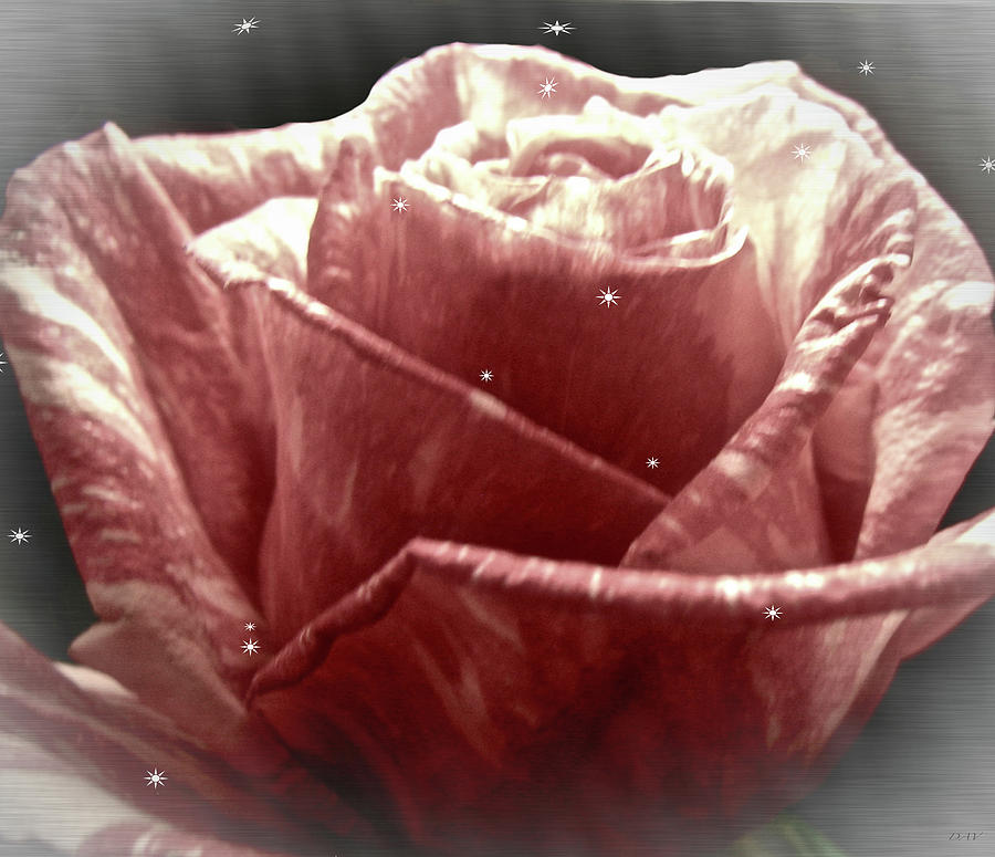 Twinkle Rose Photograph by Debra     Vatalaro