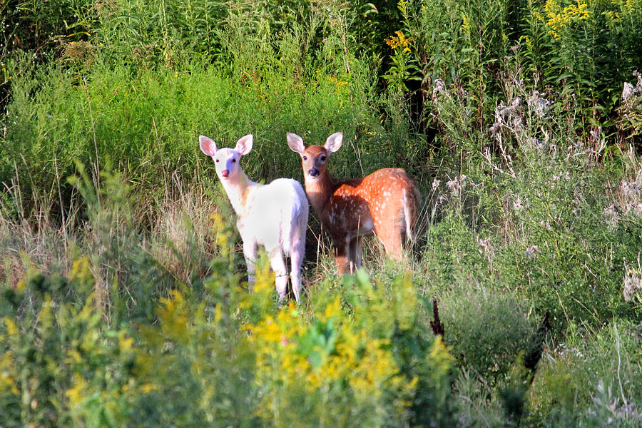 Twin Fawns Photograph by Brook Burling