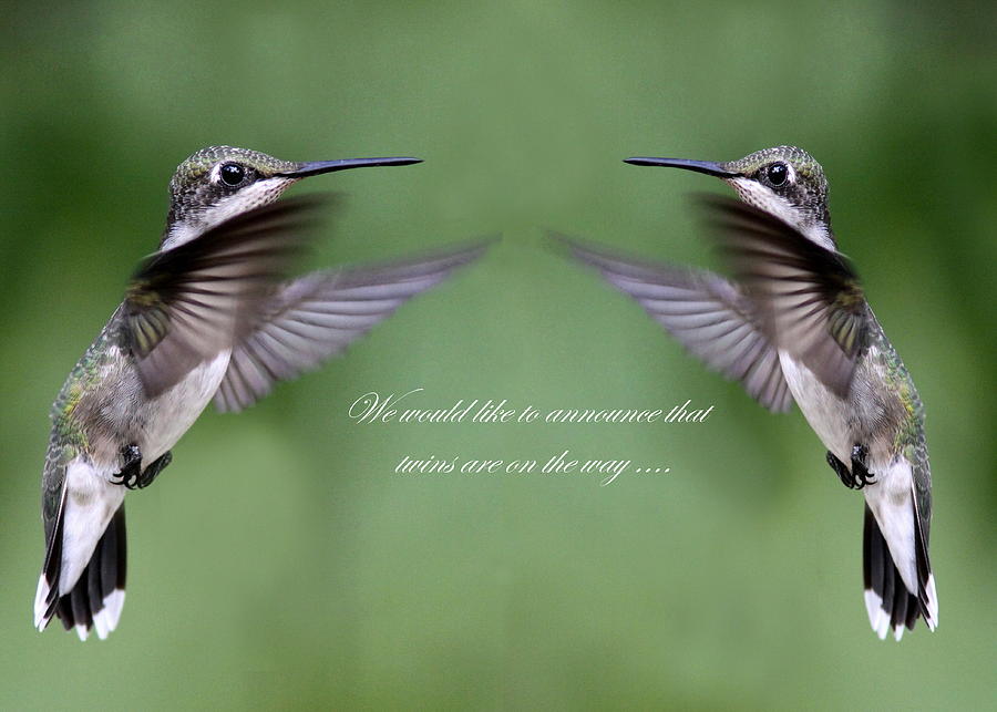 Twins Card - Hummingbirds Photograph by Travis Truelove