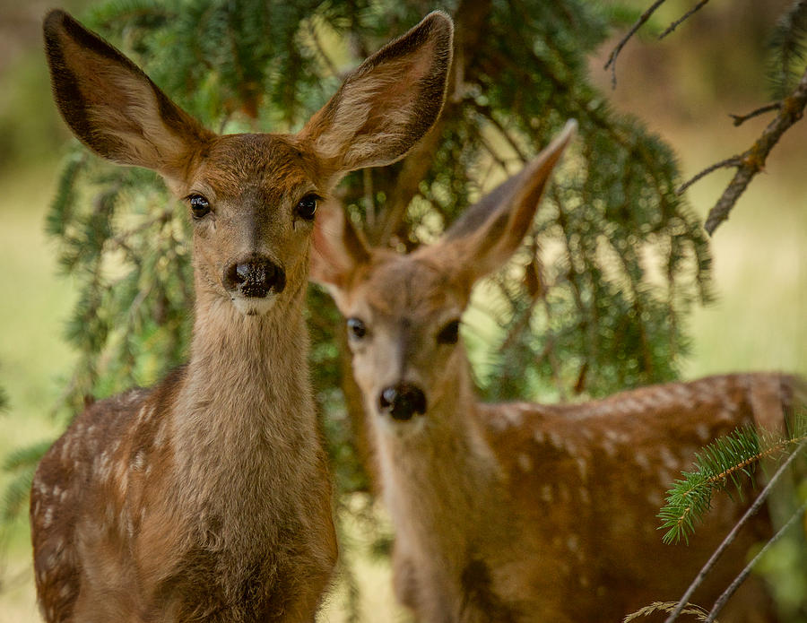 Twins Photograph By Dan Kinghorn Fine Art America