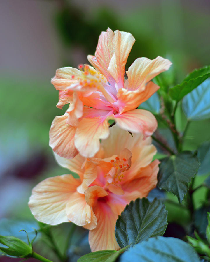 Twins. Double Ruffle Apricot Hibiscus Flowers 8x10 Photograph by Connie Fox