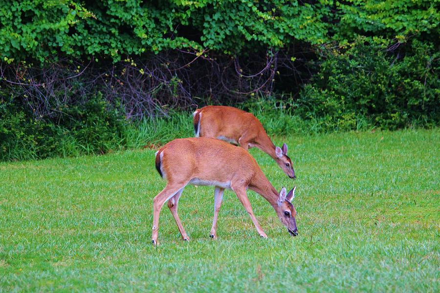 Deer Photograph - Twins Grazing by Cynthia Guinn