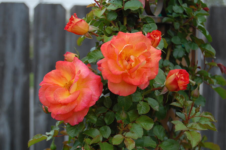 Rose Photograph - Twins by Helen Carson