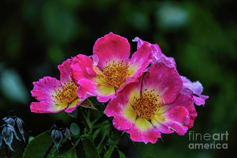 Twins in Pink and White Photograph by Diana Mary Sharpton
