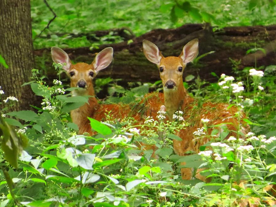 Deer Photograph - Twins in the Woods by Lori Frisch