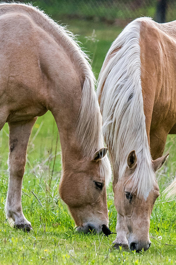 Twins Photograph By Paul Freidlund - Pixels