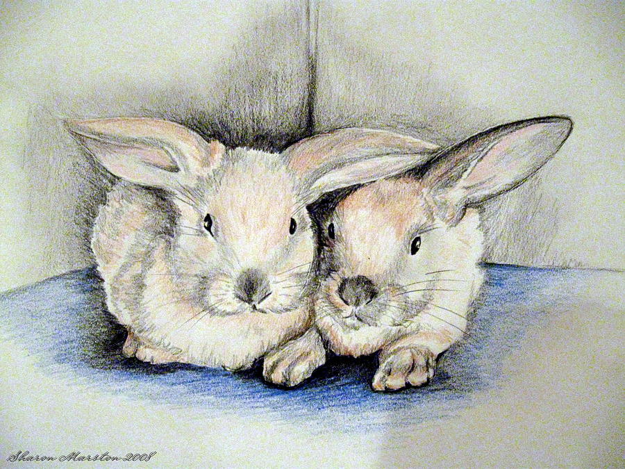 Rabbit Drawing - Twins by Sharon Marcella Marston
