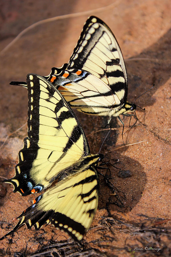 Twins Tigers 2 Butterfly Art Photograph by Reid Callaway