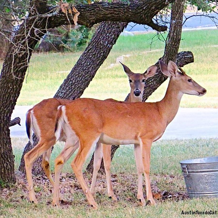 Deer Photograph - #twins Under The Live #oak #trees In by Austin Tuxedo Cat