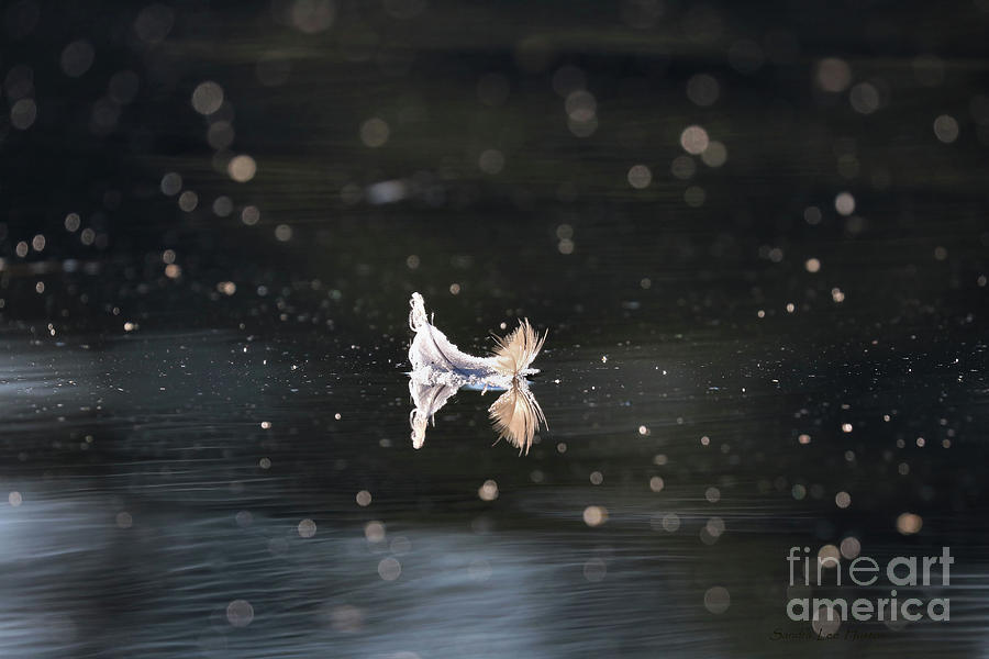 Twirling Feather Photograph by Sandra Huston