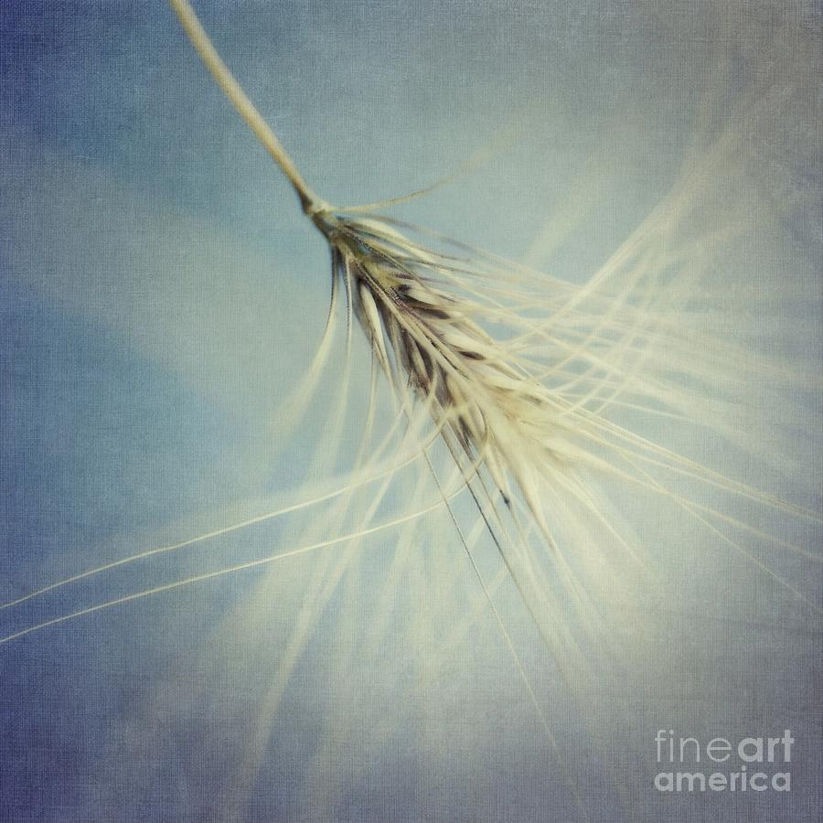 Cereal Photograph - Twirling by Priska Wettstein