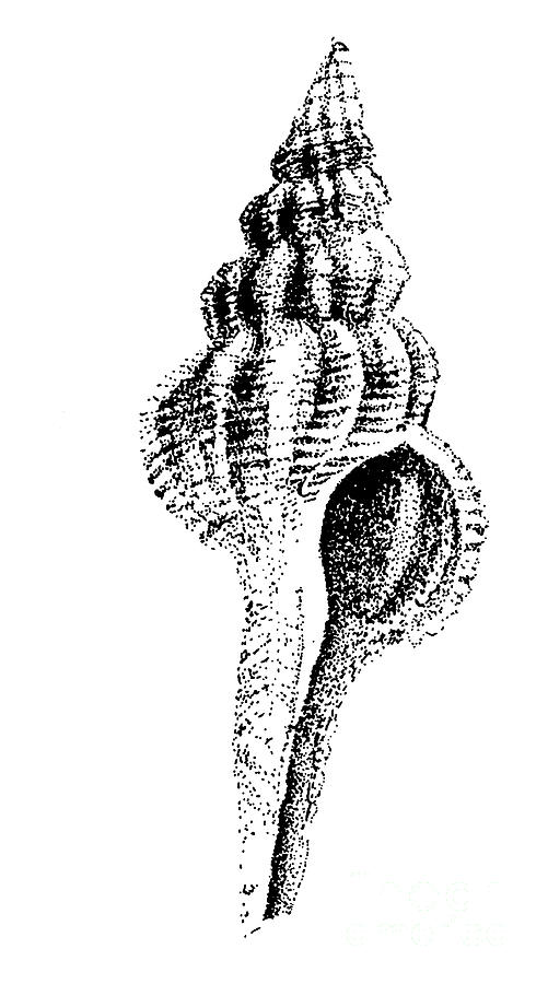 twirly Shell Drawing by Shelley Myers