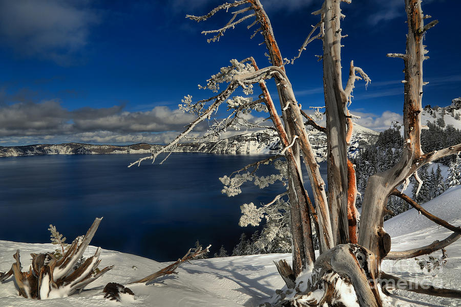 Twisted And Frozen At Crater Lake Photograph by Adam Jewell