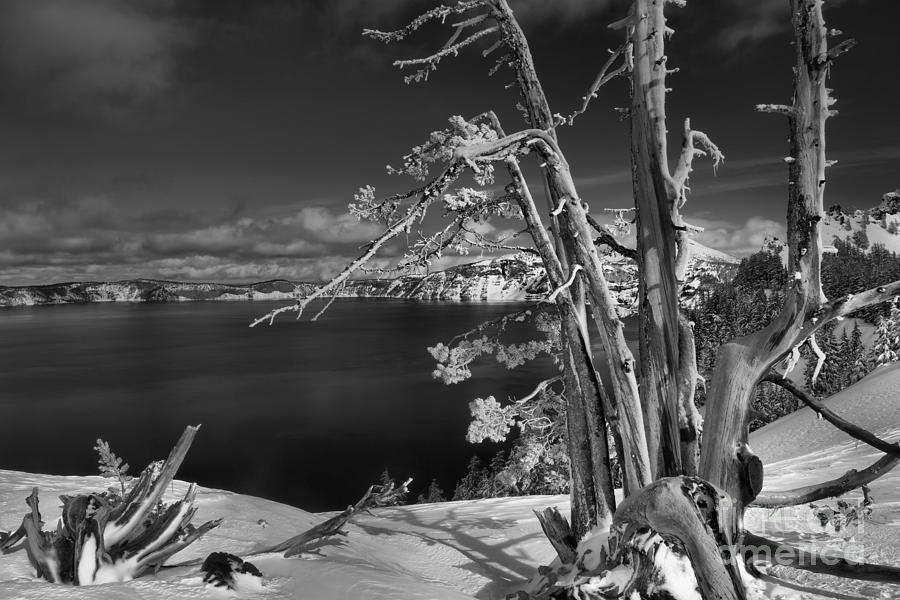 Twisted And Tangled At Crater Lake - Black And White Photograph by Adam Jewell