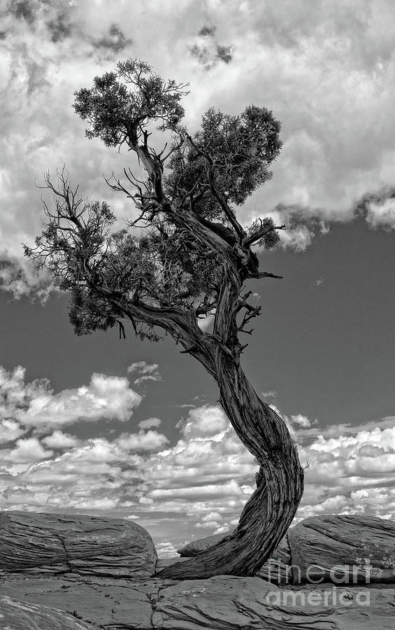 Arches National Park Photograph - Twisted by Angela Classen