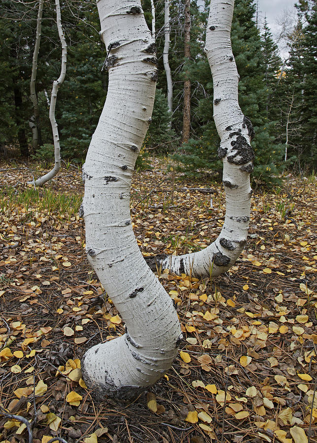 Twisted Aspen Photograph by Tom Daniel