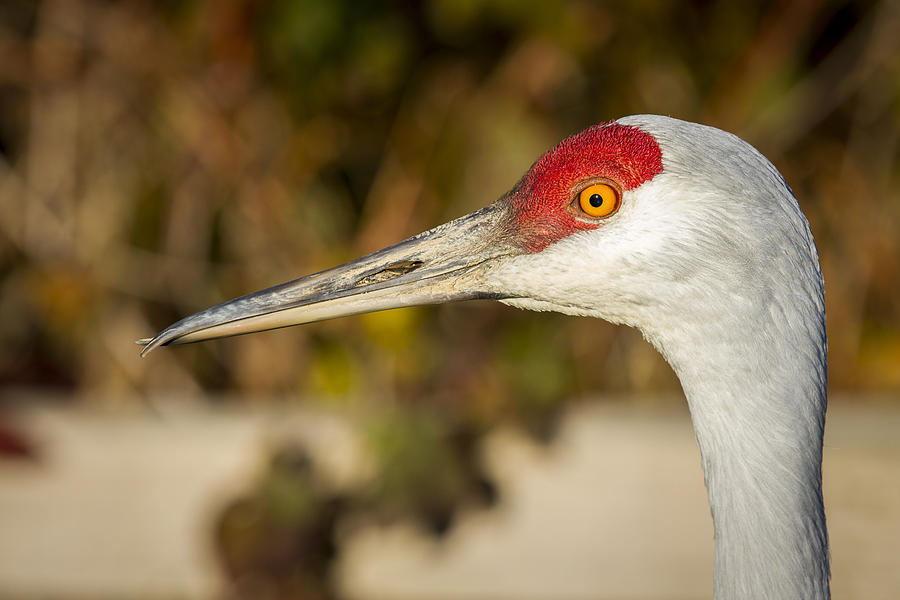 Twisted Beak Photograph by Windy Corduroy Fine Art America