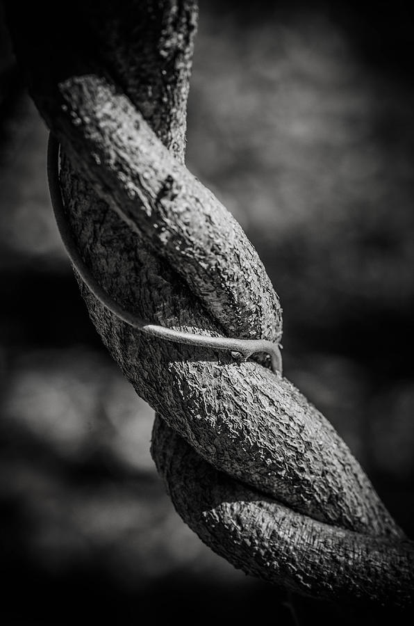 Twisted Black and White Photograph by Bruce Pritchett