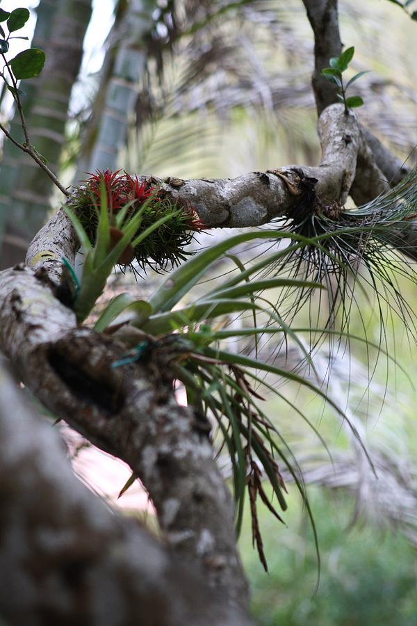 Twisted Branch Photograph by Maria Young - Fine Art America