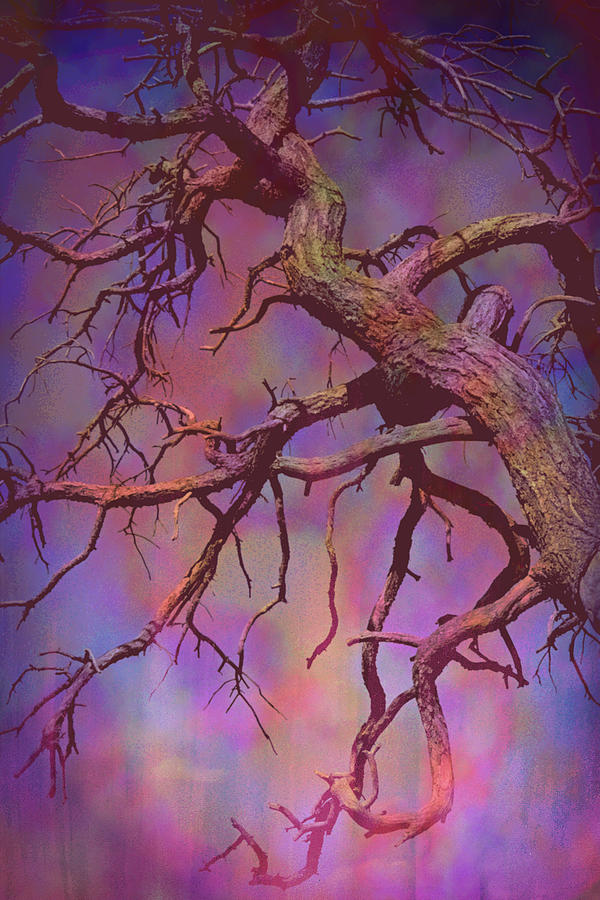 Twisted Branches In The Sky Colored Dream Photograph