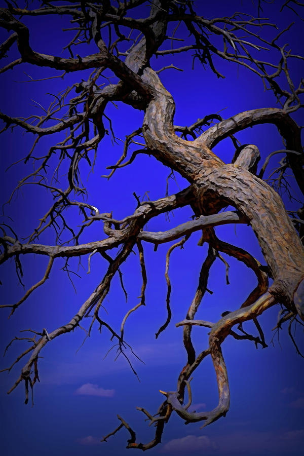 Twisted Branches In The Sky Colorful Photograph