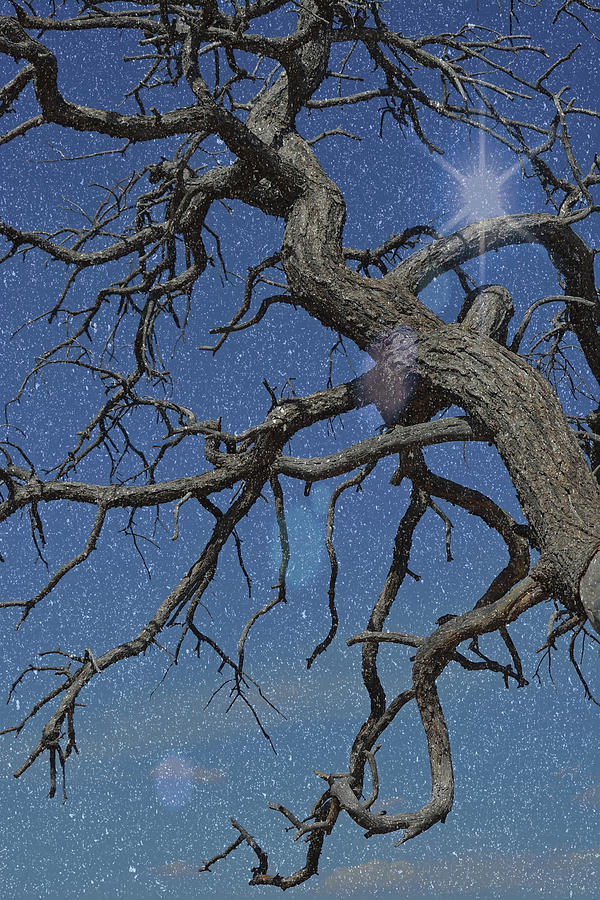 Twisted Branches In The Sky Starry Night Photograph