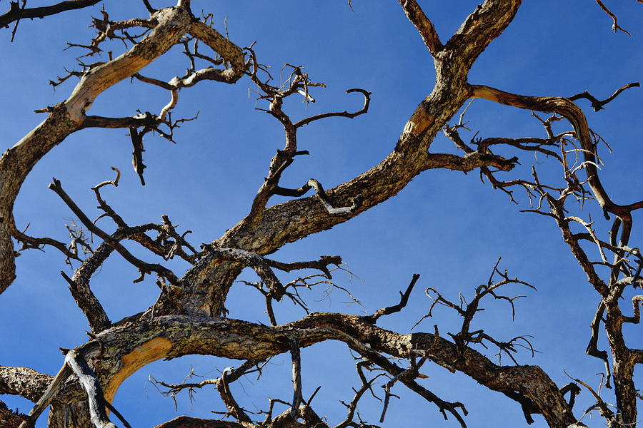 Twisted Branches - Natural Abstract Photograph by Glenn McCarthy Art and Photography