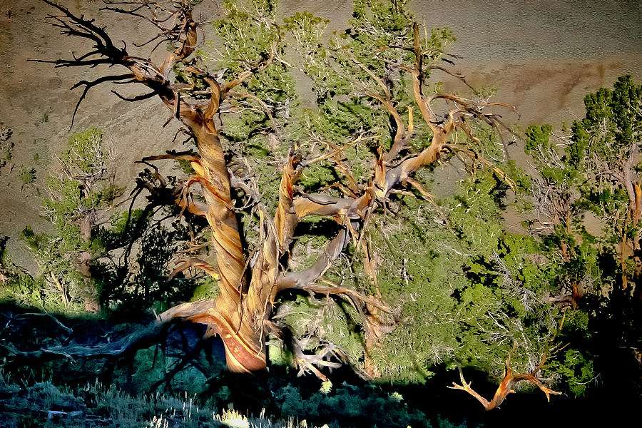 Twisted Bristlecone Photograph by Albert Seger