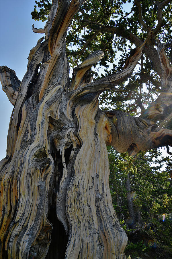 Twisted Bristlecone Pine on Mt. Goliath Photograph by Ray Mathis