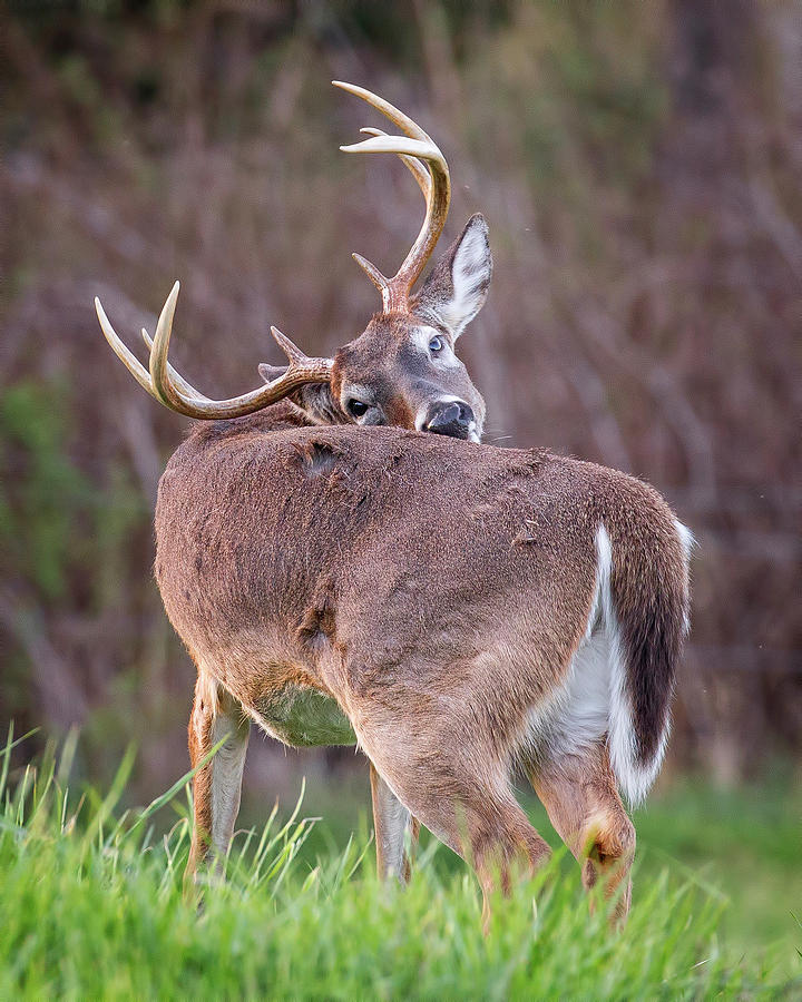 Twisted Buck Photograph by Alan Raasch